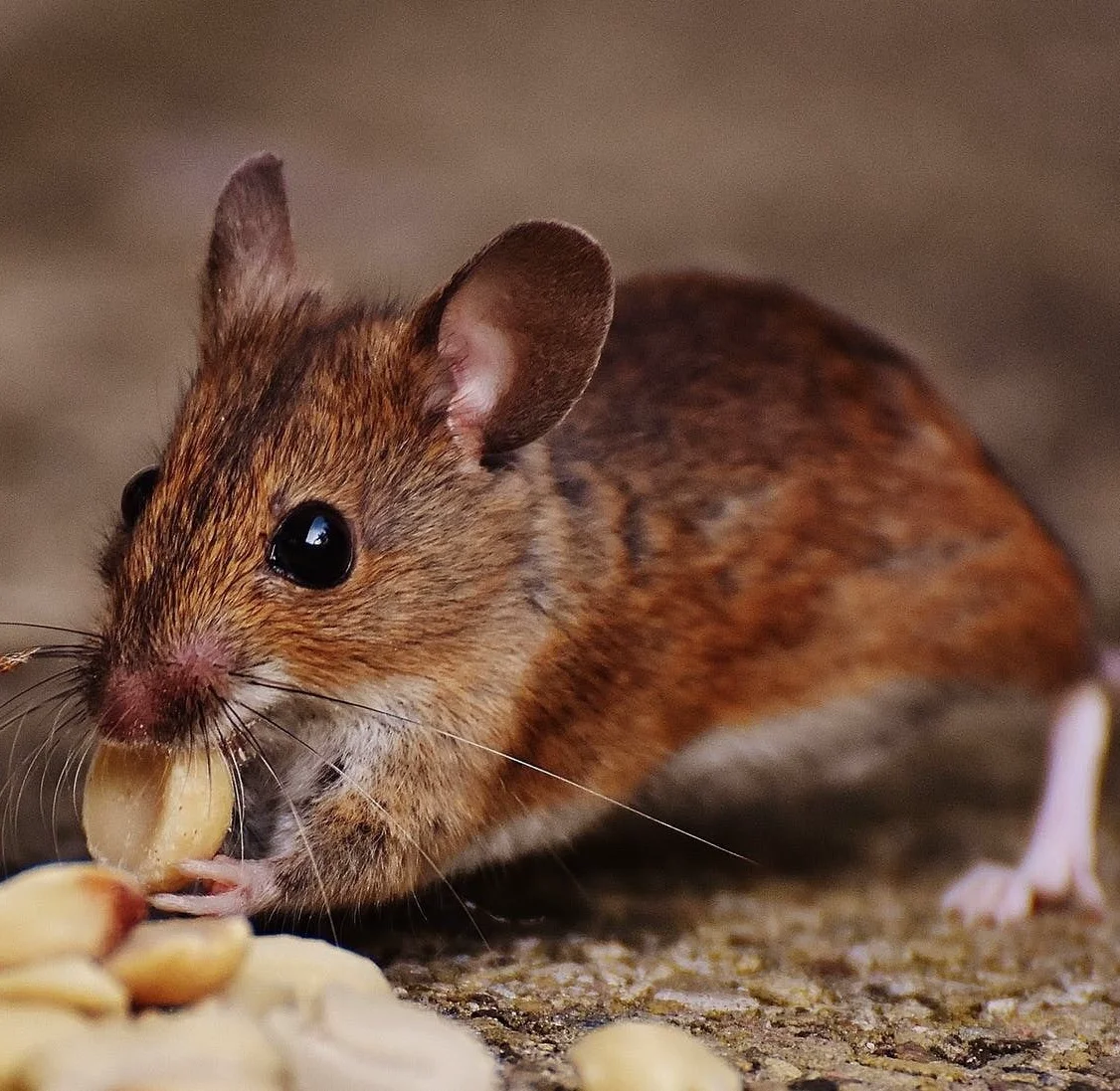 Rodents pest control