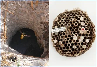 European wasp and paper wasp nest