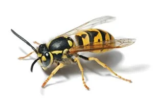 Wasps pest control