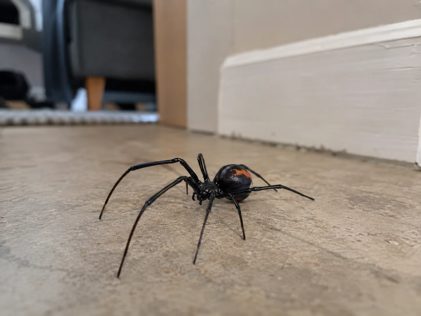 Spiders pest control